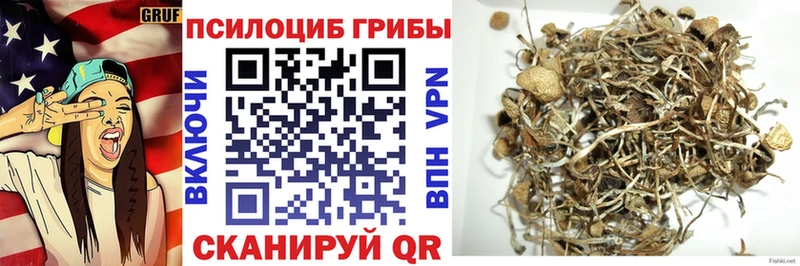 купить наркотики сайты blacksprut ссылки Галлюциногенные грибы MAGIC MUSHROOMS Красный Холм